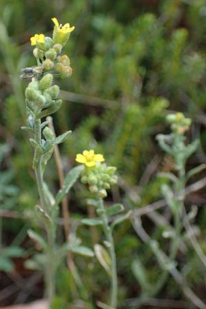 Alyssum montanum \ Berg-Steinkraut / Mountain Alison, Mountain Madwort, A Kraubath (Mur) 25.7.2021