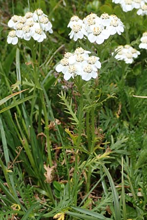 Achillea erba-rotta subsp. moschata \ Moschus-Schafgarbe / Musk Yarrow, Iva, A Seckauer Tauern, Brandstätter Törl 27.7.2021