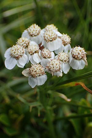 Achillea erba-rotta subsp. moschata \ Moschus-Schafgarbe / Musk Yarrow, Iva, A Seckauer Tauern, Brandstätter Törl 27.7.2021