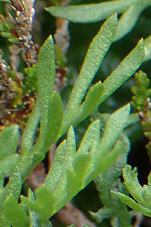 Achillea erba-rotta subsp. moschata \ Moschus-Schafgarbe / Musk Yarrow, Iva, A Seckauer Tauern, Brandstätter Törl 27.7.2021