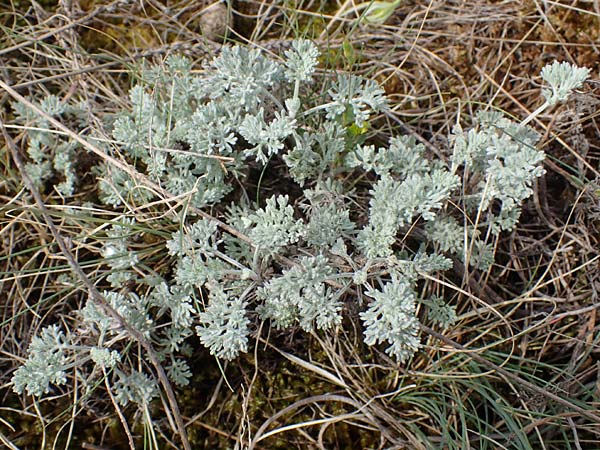 Artemisia santonicum \ Salzsteppen-Wermut, Ungarischer Beifu / Saline Wormwood, A Seewinkel, Apetlon 9.5.2012