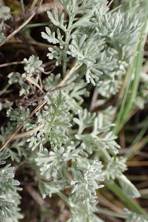 Artemisia santonicum \ Salzsteppen-Wermut, Ungarischer Beifu / Saline Wormwood, A Seewinkel, Apetlon 9.5.2012