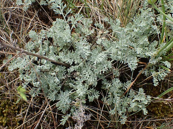 Artemisia santonicum \ Salzsteppen-Wermut, Ungarischer Beifu / Saline Wormwood, A Seewinkel, Apetlon 9.5.2012