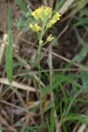 Alyssum montanum \ Berg-Steinkraut / Mountain Alison, Mountain Madwort, A Siegendorf 13.5.2022
