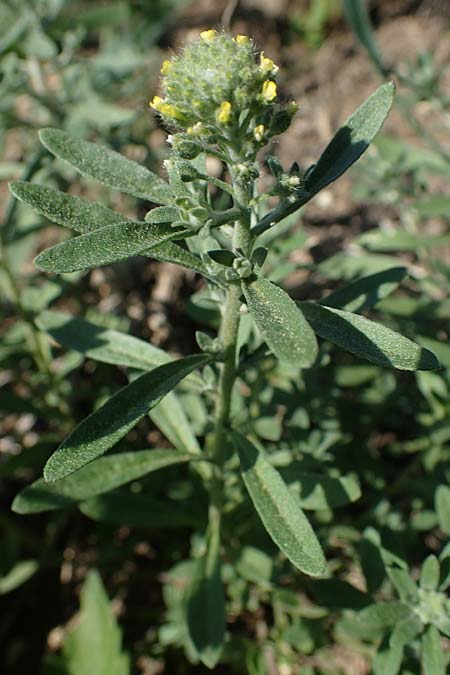 Alyssum alyssoides \ Kelch-Steinkraut / Small Alison, Pale Madwort, A Gumpoldskirchen 15.5.2022