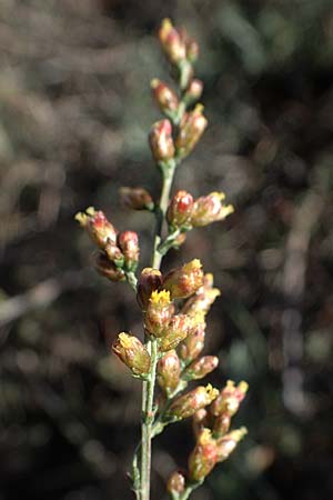 Artemisia santonicum \ Salzsteppen-Wermut, Ungarischer Beifu / Saline Wormwood, A Seewinkel, Apetlon 20.9.2012