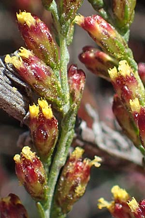 Artemisia santonicum \ Salzsteppen-Wermut, Ungarischer Beifu / Saline Wormwood, A Seewinkel, Apetlon 20.9.2012