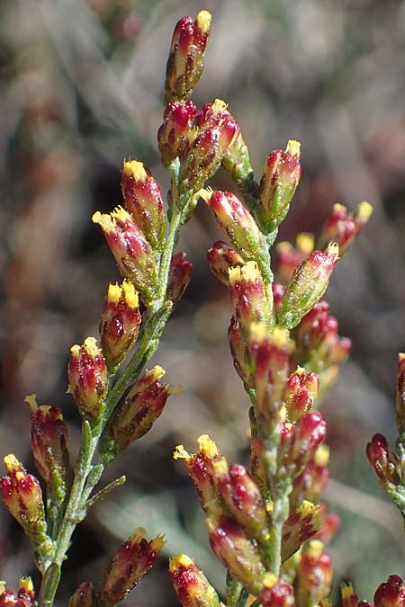 Artemisia santonicum \ Salzsteppen-Wermut, Ungarischer Beifu / Saline Wormwood, A Seewinkel, Apetlon 20.9.2012