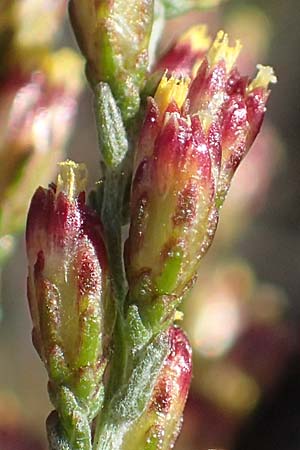 Artemisia santonicum \ Salzsteppen-Wermut, Ungarischer Beifu / Saline Wormwood, A Seewinkel, Apetlon 20.9.2012