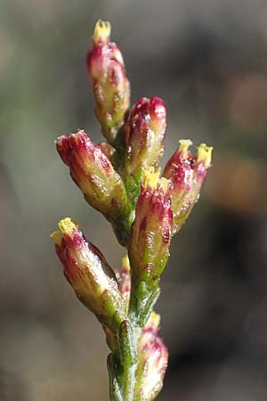 Artemisia santonicum \ Salzsteppen-Wermut, Ungarischer Beifu / Saline Wormwood, A Seewinkel, Apetlon 20.9.2012
