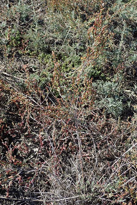 Artemisia santonicum \ Salzsteppen-Wermut, Ungarischer Beifu / Saline Wormwood, A Seewinkel, Apetlon 20.9.2012