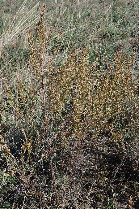 Artemisia santonicum \ Salzsteppen-Wermut, Ungarischer Beifu / Saline Wormwood, A Seewinkel, Apetlon 20.9.2012