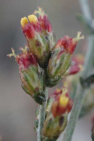 Artemisia santonicum \ Salzsteppen-Wermut, Ungarischer Beifu / Saline Wormwood, A Seewinkel, Apetlon 20.9.2012