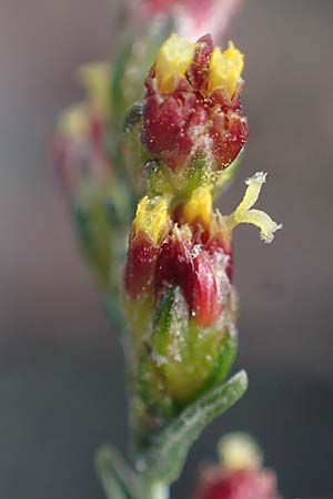 Artemisia santonicum \ Salzsteppen-Wermut, Ungarischer Beifu / Saline Wormwood, A Seewinkel, Apetlon 20.9.2012