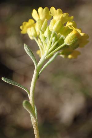 Alyssum montanum \ Berg-Steinkraut / Mountain Alison, Mountain Madwort, A Hainburg 3.4.2023
