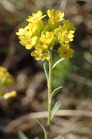 Alyssum montanum \ Berg-Steinkraut / Mountain Alison, Mountain Madwort, A Hainburg 3.4.2023