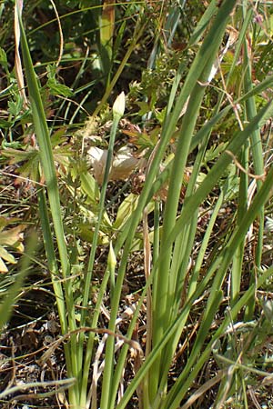 Allium senescens subsp. montanum \ Berg-Lauch / Mountain Garlic, German Garlic, A Hainburg 8.7.2023