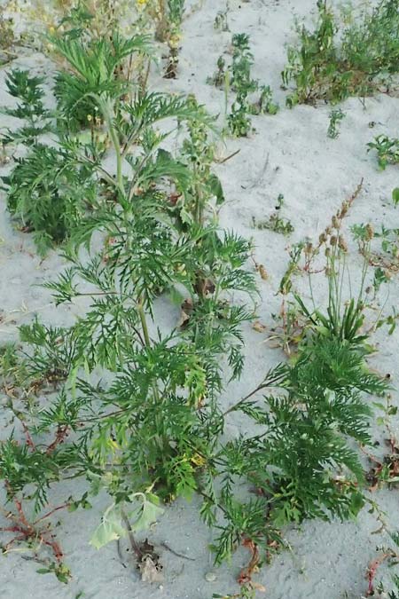 Ambrosia artemisiifolia \ Hohe Ambrosie, Aufrechtes Traubenkraut / Ragweed, A Seewinkel, St. Andrä 12.7.2023