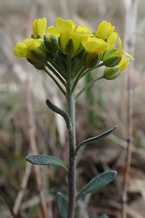 Alyssum montanum \ Berg-Steinkraut / Mountain Alison, Mountain Madwort, A Siegendorf 7.3.2024