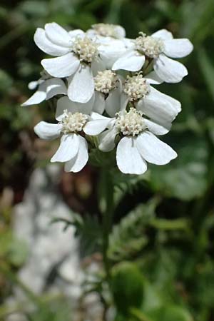 Achillea erba-rotta subsp. moschata \ Moschus-Schafgarbe / Musk Yarrow, Iva, A Krimml 1.7.2025