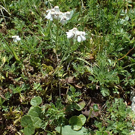 Achillea erba-rotta subsp. moschata \ Moschus-Schafgarbe / Musk Yarrow, Iva, A Krimml 1.7.2025