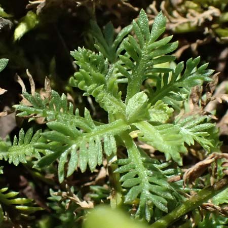 Achillea erba-rotta subsp. moschata \ Moschus-Schafgarbe / Musk Yarrow, Iva, A Krimml 1.7.2025