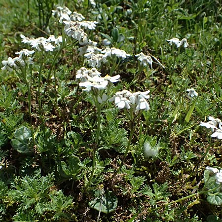 Achillea erba-rotta subsp. moschata \ Moschus-Schafgarbe / Musk Yarrow, Iva, A Krimml 1.7.2025