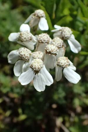 Achillea erba-rotta subsp. moschata \ Moschus-Schafgarbe / Musk Yarrow, Iva, A Krimml 1.7.2025