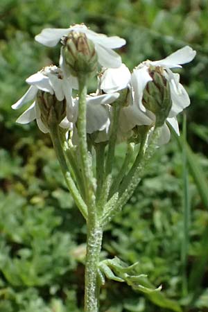 Achillea erba-rotta subsp. moschata \ Moschus-Schafgarbe / Musk Yarrow, Iva, A Krimml 1.7.2025