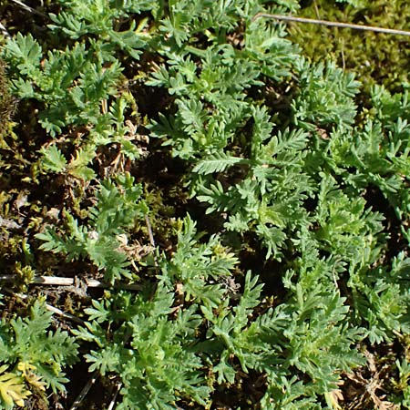 Achillea erba-rotta subsp. moschata \ Moschus-Schafgarbe / Musk Yarrow, Iva, A Krimml 1.7.2025