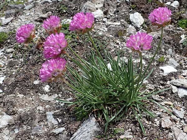 Armeria maritima subsp. alpina \ Alpen-Grasnelke / Alpine Thrift, A Kolm Saigurn 2.7.2025