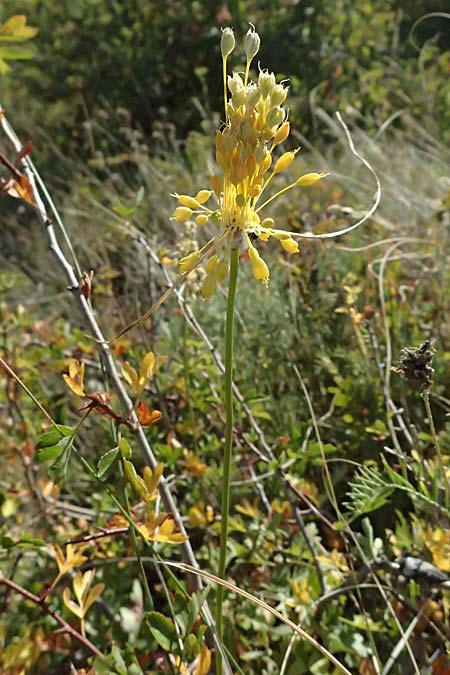 Allium moly \ Gold-Lauch / Golden Garlic, A Bisamberg 12.8.2025