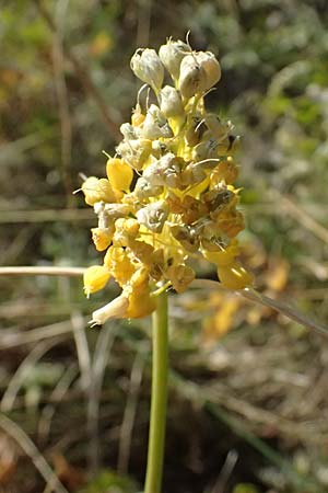 Allium moly \ Gold-Lauch / Golden Garlic, A Bisamberg 12.8.2025