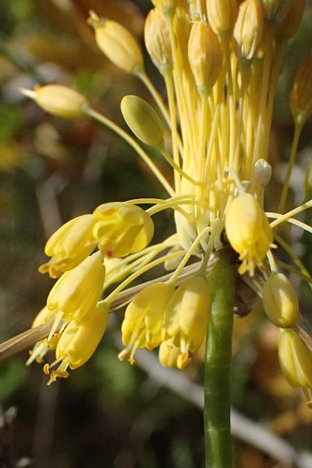 Allium moly \ Gold-Lauch / Golden Garlic, A Bisamberg 12.8.2025