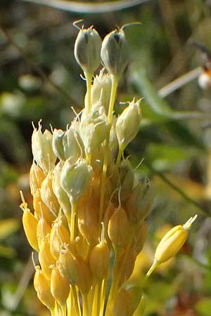 Allium moly \ Gold-Lauch / Golden Garlic, A Bisamberg 12.8.2025
