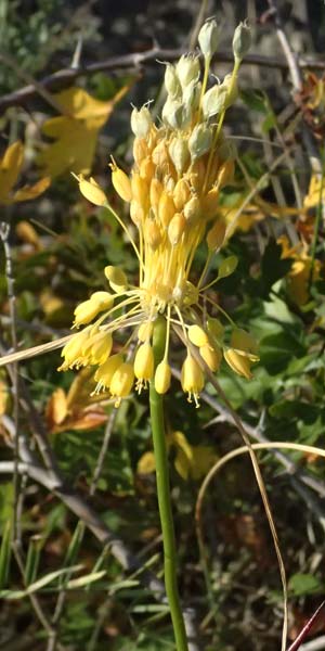 Allium moly \ Gold-Lauch / Golden Garlic, A Bisamberg 12.8.2025