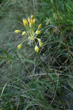 Allium moly \ Gold-Lauch / Golden Garlic, A Bisamberg 12.8.2025