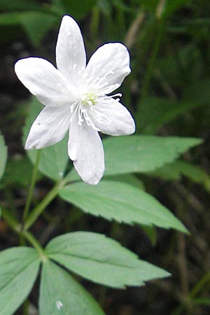 Anemone trifolia \ Dreiblatt-Anemone / Threefoil Anemone, A K&auml;rnten/Carinthia, Hochobir 1.7.2010