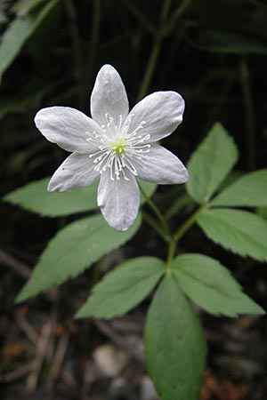 Anemone trifolia \ Dreiblatt-Anemone / Threefoil Anemone, A K&auml;rnten/Carinthia, Hochobir 1.7.2010