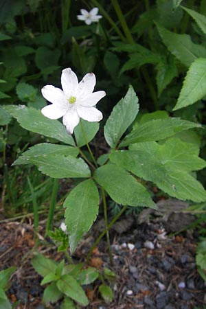 Anemone trifolia \ Dreiblatt-Anemone / Threefoil Anemone, A K&auml;rnten/Carinthia, Hochobir 1.7.2010