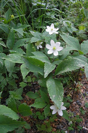Anemone trifolia \ Dreiblatt-Anemone / Threefoil Anemone, A K&auml;rnten/Carinthia, Hochobir 1.7.2010