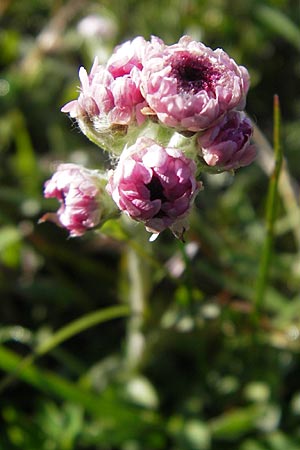 Antennaria dioica \ Gewhnliches Katzenpftchen, A Trenchtling 3.7.2010
