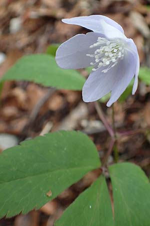 Anemone trifolia \ Dreiblatt-Anemone / Threefoil Anemone, A K&auml;rnten/Carinthia, Feistritz im Rosental 17.5.2016