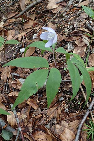 Anemone trifolia \ Dreiblatt-Anemone / Threefoil Anemone, A K&auml;rnten/Carinthia, Feistritz im Rosental 17.5.2016