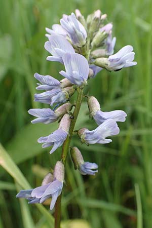 Astragalus norvegicus \ Norwegischer Tragant / Norwegian Milk-Vetch, A Pusterwald, Eiskar 1.7.2019
