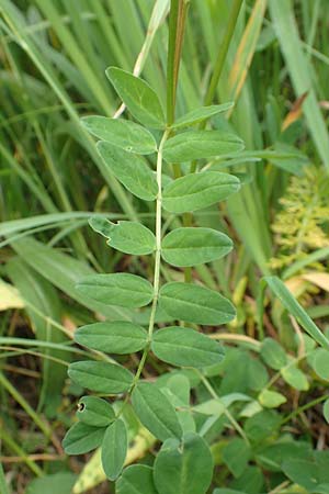 Astragalus norvegicus \ Norwegischer Tragant / Norwegian Milk-Vetch, A Pusterwald, Eiskar 1.7.2019