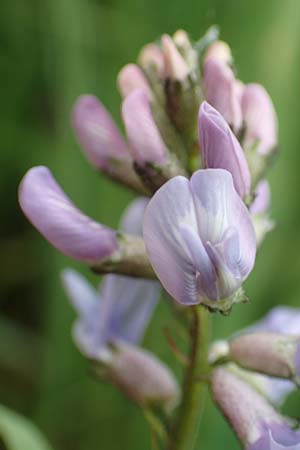 Astragalus norvegicus \ Norwegischer Tragant / Norwegian Milk-Vetch, A Pusterwald, Eiskar 1.7.2019