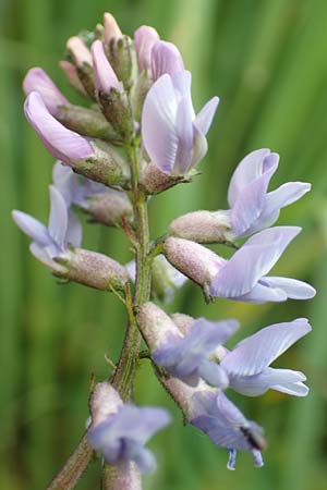 Astragalus norvegicus \ Norwegischer Tragant / Norwegian Milk-Vetch, A Pusterwald, Eiskar 1.7.2019
