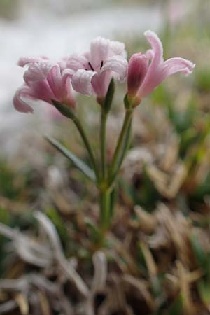 Asperula neilreichii \ Ostalpen-Meier / Neilreich's Woodruff, A Trenchtling 3.7.2019