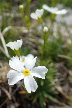 Androsace lactea \ Milchweier Mannsschild / Milkwhite Rock Jasmine, A Rax 28.6.2020